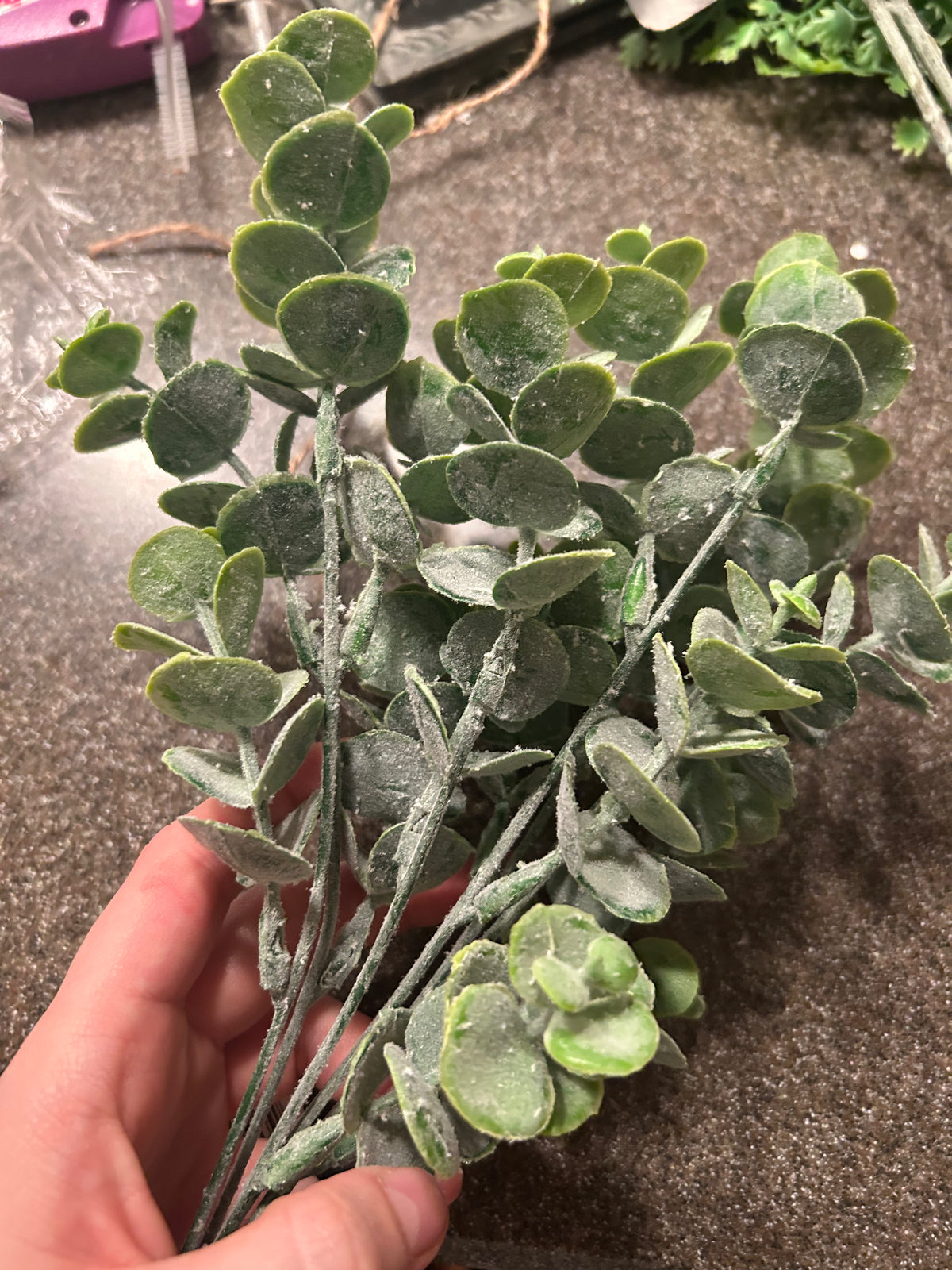 Dusted Eucalyptus Bush