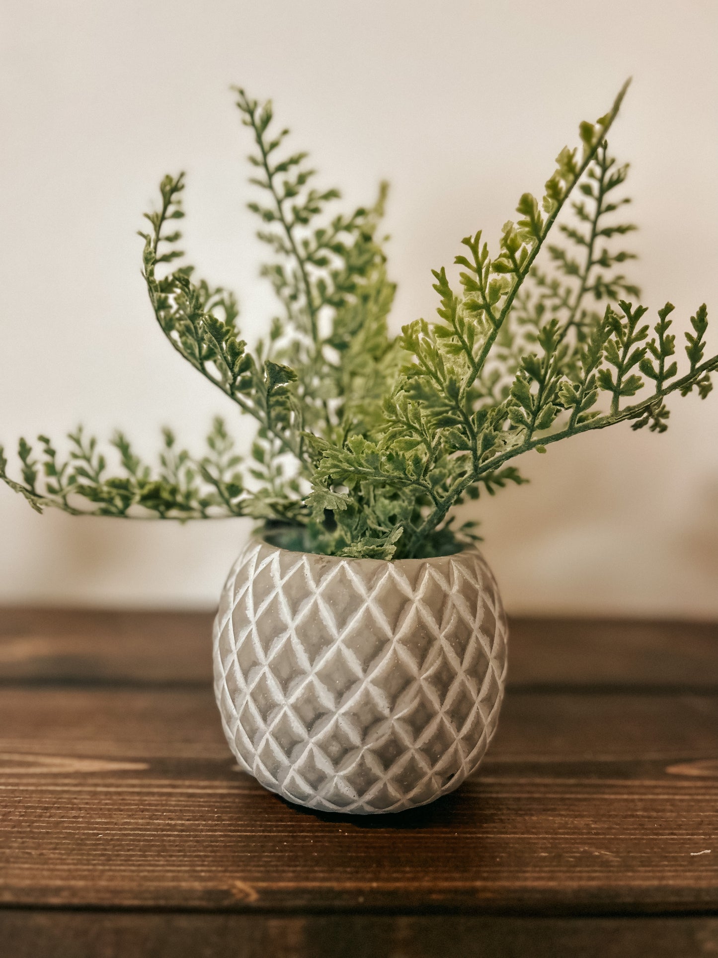 Fern Succulent in Pot