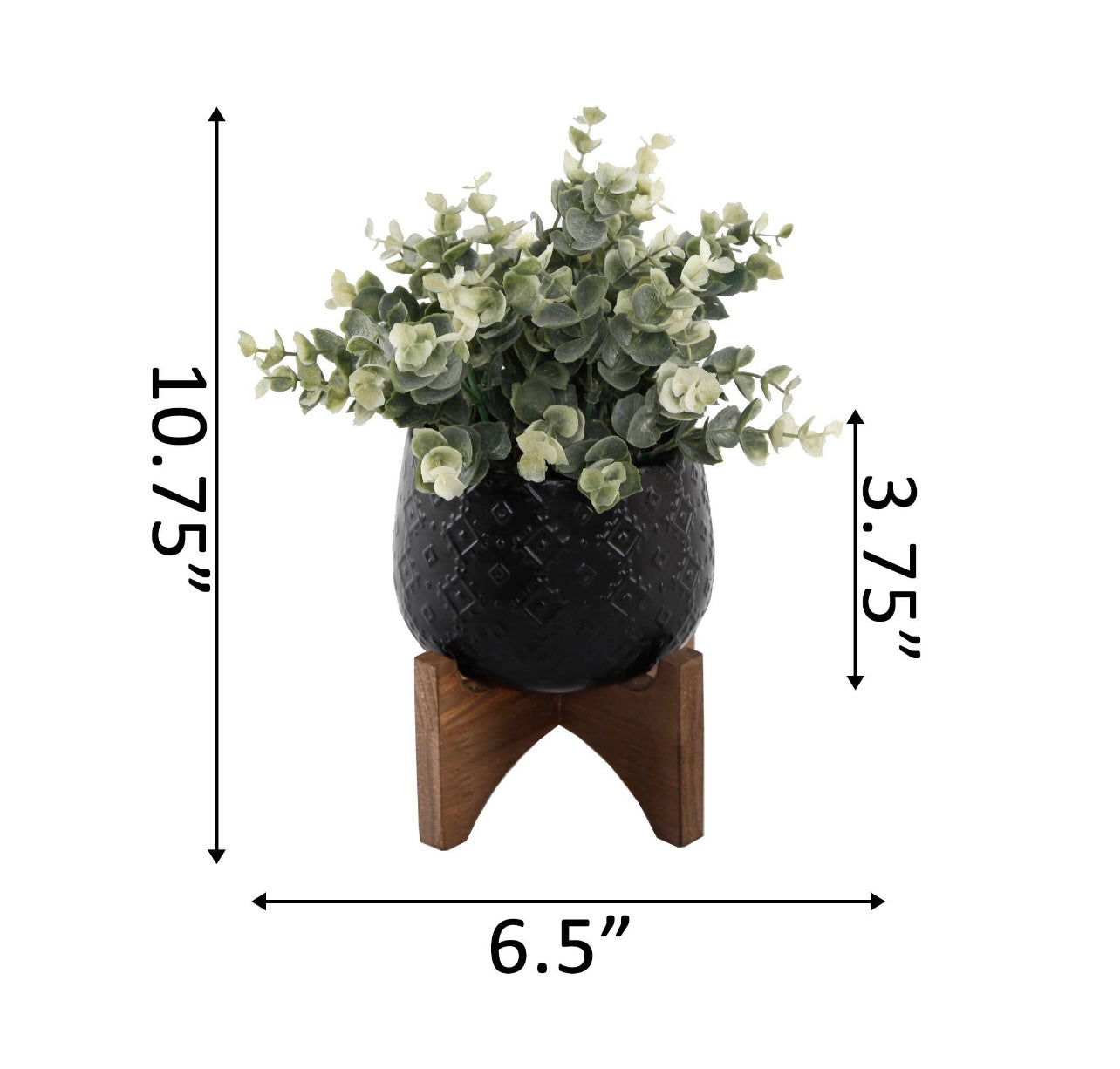 Eucalyptus in Matte Black Pot